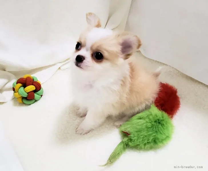 ID：2111-02908の子犬
