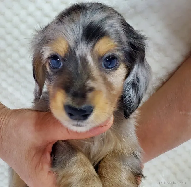 せうこ 様のお迎えした子犬