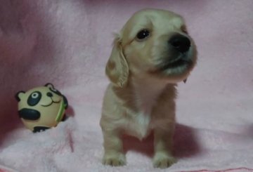 ミニチュアダックスフンド(ロング)【福岡県・男の子・2019年6月27日・クリーム】の写真「おっとり系の癒される子です。」