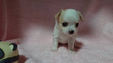 チワワ(ロング)【福岡県・女の子・2019年7月1日・クリーム&ホワイト】の写真「元気な女の子です。」