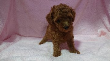 トイプードル(ティーカップ)【福岡県・男の子・2019年7月6日・濃いレッド】の写真「目がくりくりの可愛らしい男の子です。」