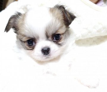 チワワ(ロング)【福岡県・男の子・2020年11月24日・レッド&ホワイト】の写真「温厚な性格のイケメンくん」