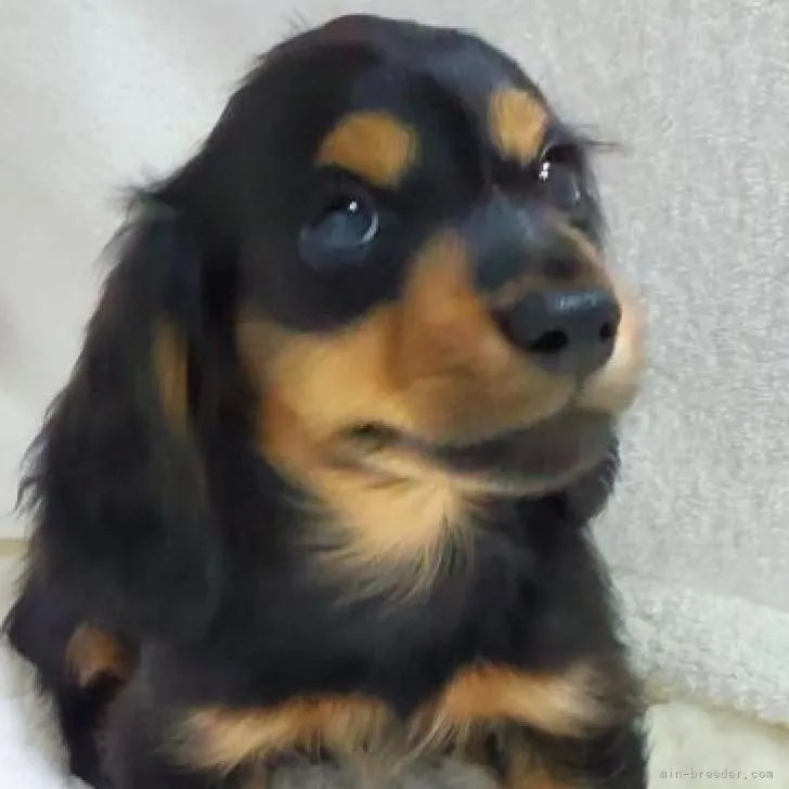 ID:2209-01500の子犬