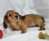 カニンヘンダックスフンド(ロング)【福岡県・男の子・2022年6月19日・レッド】の写真2