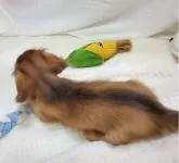 カニンヘンダックスフンド(ロング)【福岡県・男の子・2022年6月19日・レッド】の写真4