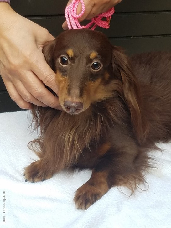 カニンヘンダックスフンド ロング オス Chocolate Tan L 10 09 22生まれ 兵庫県 交配犬id 1901 B0005 濃いめのチョコに丸々おめめの可愛い王子 みんなのブリーダー