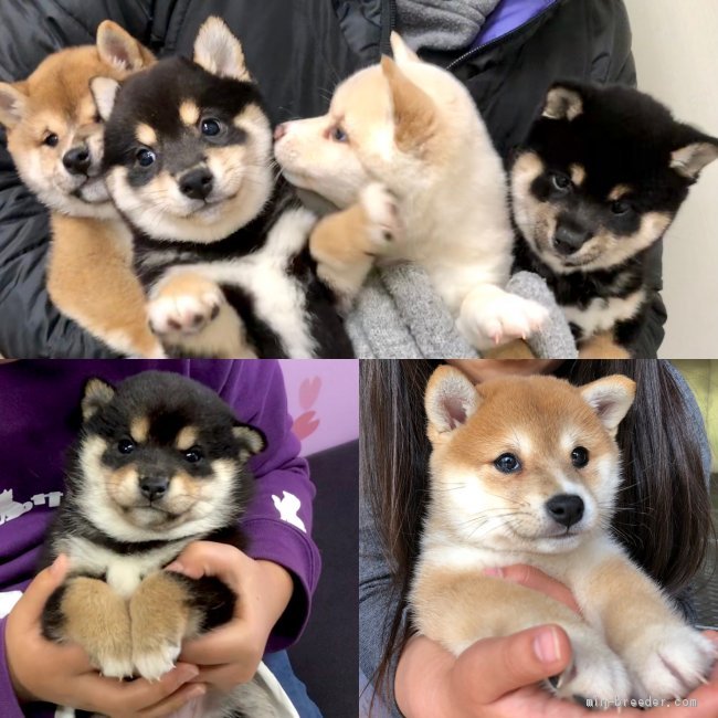 当犬舎は可愛い豆柴にこだわっています🐶｜石田　絵里(いしだ　えり)ブリーダー(宮崎県・柴犬など・日本豆柴犬協会登録)の紹介写真1