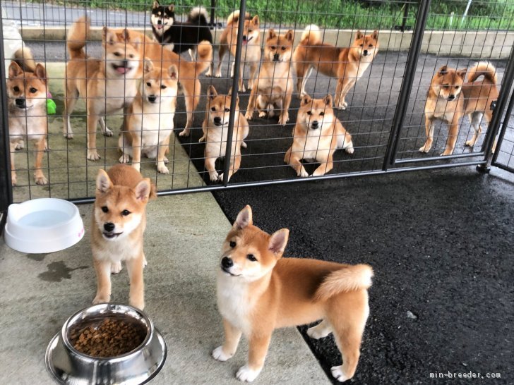 宮崎県でおすすめの柴犬のブリーダー特集 みんなのペットライフ