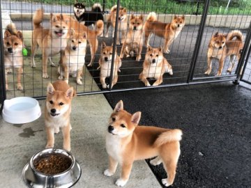 宮崎県でおすすめの柴犬のブリーダー特集 みんなのペットライフ