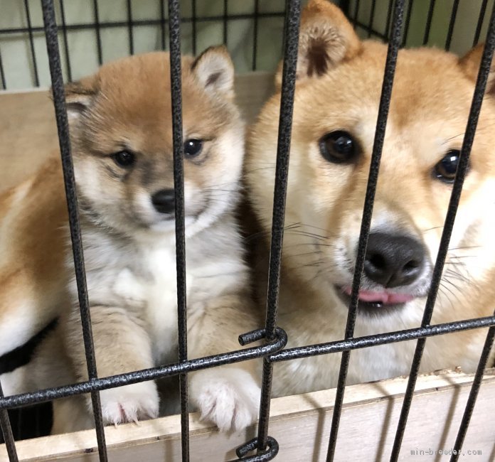 石田絵里ブリーダーのブログ：親子ショット🐶🐶