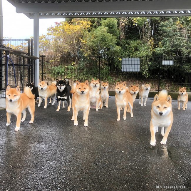 石田絵里ブリーダーのブログ：朝🐕