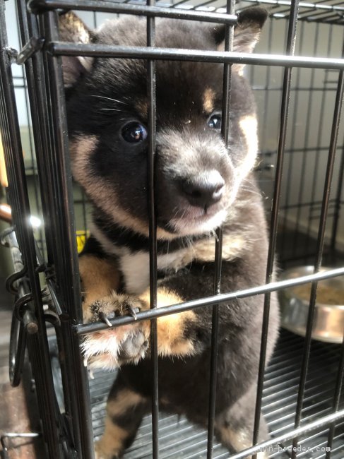 石田絵里ブリーダーのブログ：沢山の赤ちゃん🐶