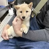 豆柴【宮崎県・男の子・2025年7月29日・白】の写真10