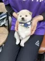 豆柴【宮崎県・男の子・2025年7月5日・白】の写真10
