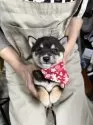豆柴【宮崎県・女の子・2025年3月20日・黒】の写真3