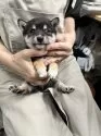豆柴【宮崎県・女の子・2025年3月20日・黒】の写真7