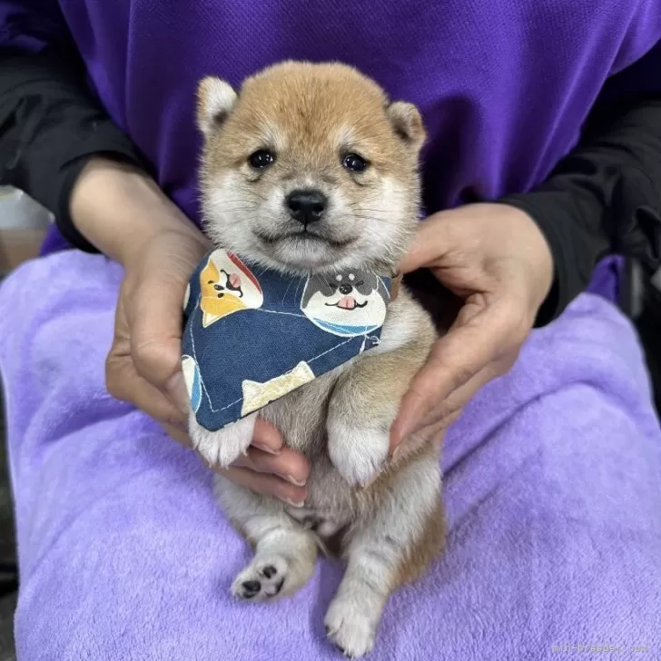 ID：2511-01993の子犬