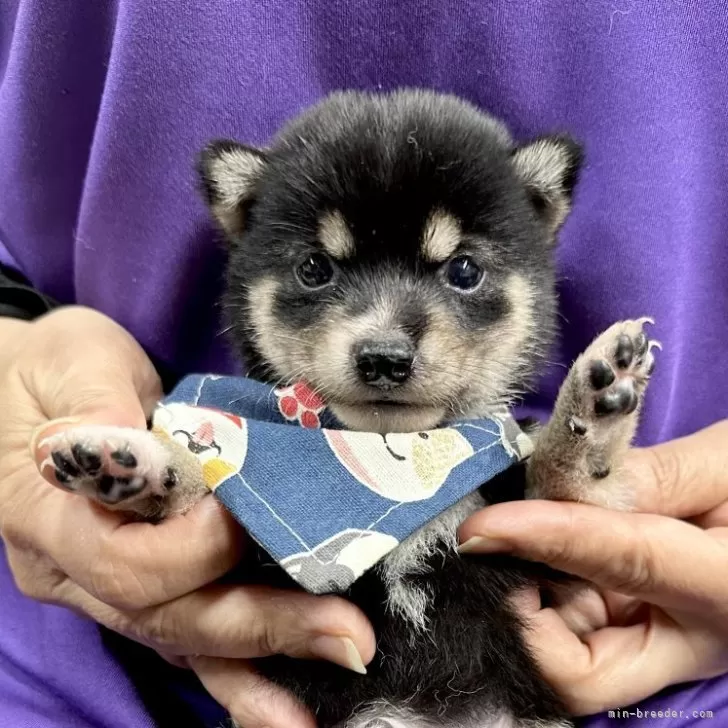 ID:2509-01885の子犬