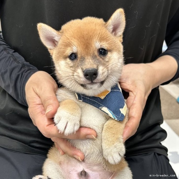 ブリーダー画像