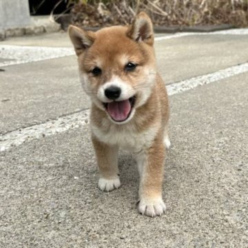 柴犬(豆柴)【宮崎県・男の子・2025年1月1日・赤】の写真「未掲載の子犬もいます！」