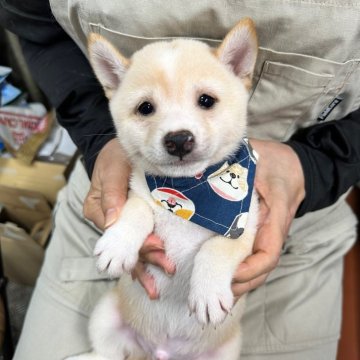 豆柴【宮崎県・男の子・2025年7月7日・白】の写真「⭐️7月7日七夕うまれのひこぼしくん2⭐️」