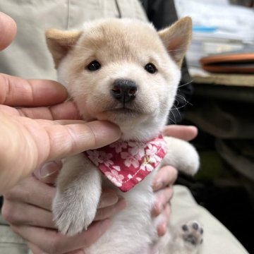 柴犬(豆柴)【宮崎県・女の子・2024年11月2日・白】の写真「現在出産ラッシュ🐶未掲載も沢山います」