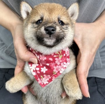 柴犬(豆柴)【宮崎県・女の子・2024年12月2日・赤】の写真「未掲載の子犬もいます」