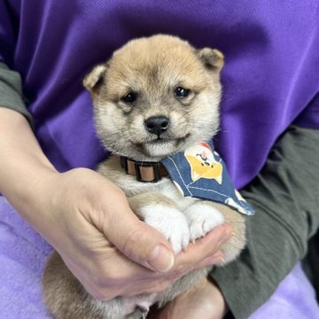 豆柴【宮崎県・男の子・2025年10月18日・赤】の写真「4足くつしたはいた男の子！😍」