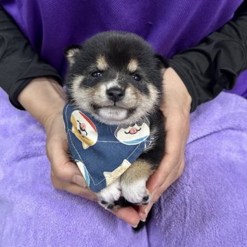 柴犬(豆柴)【宮崎県・男の子・2025年10月16日・黒】の写真「⚫️ブラックサンダーくん⚡️」