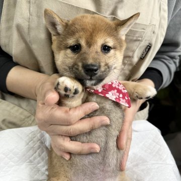 柴犬(豆柴)【宮崎県・女の子・2024年12月2日・赤】の写真「未掲載の子犬もいます！」