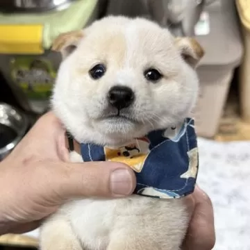豆柴　1223 豆柴子犬 6/25 男の子♂1 売約済 | 日本犬豆柴育成普及会 摂州宝山荘