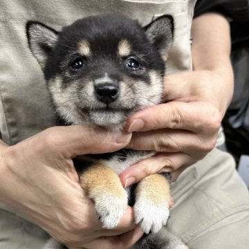 豆柴【宮崎県・女の子・2025年3月20日・黒】の写真「極小のお母さんから産まれた女の子」