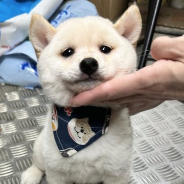 柴犬(豆柴)【宮崎県・男の子・2025年1月3日・白】の写真「未掲載の子犬もいます！」