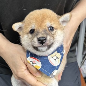 柴犬(豆柴)【宮崎県・男の子・2025年8月17日・赤】の写真「可愛くなってきました！😍」