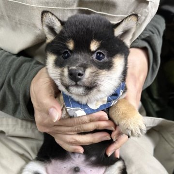柴犬(豆柴)【宮崎県・男の子・2024年11月8日・黒】の写真「現在出産ラッシュ🐶未掲載も沢山います！」