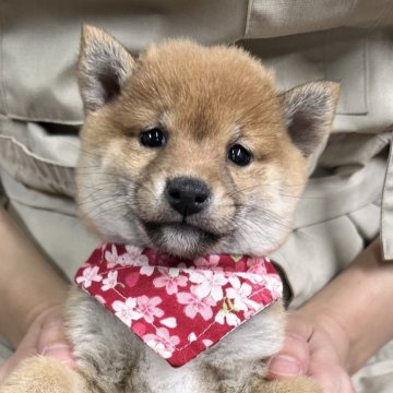 柴犬(豆柴)【宮崎県・女の子・2024年10月10日・赤】の写真「現在出産ラッシュ🐶未掲載も沢山います」