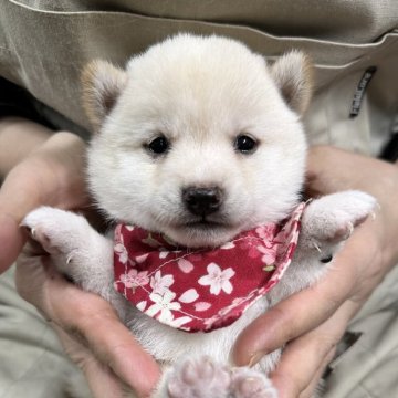 豆柴【宮崎県・女の子・2025年4月28日・白】の写真「まだ今から可愛くなります！」