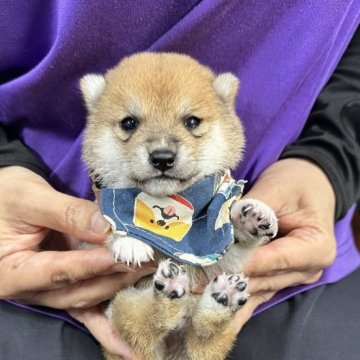 豆柴【宮崎県・男の子・2025年10月16日・赤】の写真「チビ王子👑」