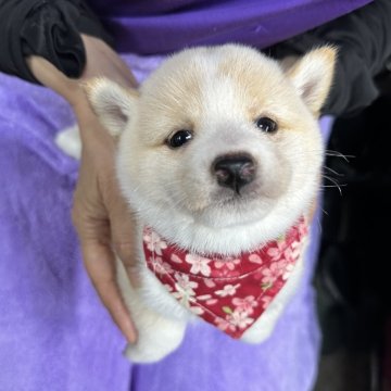 柴犬(豆柴)【宮崎県・女の子・2025年10月2日・白】の写真「⚪️マシュマロちゃん1号⚪️」