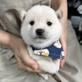 豆柴