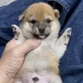 豆柴