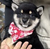 柴犬(豆柴)