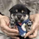 豆柴