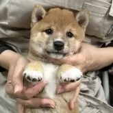 豆柴