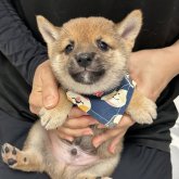 柴犬(豆柴)
