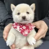 豆柴