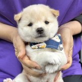 柴犬(豆柴)