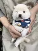 豆柴【宮崎県・男の子・2025年4月13日・白】の写真2