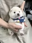 豆柴【宮崎県・男の子・2025年4月13日・白】の写真4