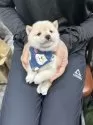 豆柴【宮崎県・男の子・2025年7月29日・白】の写真7